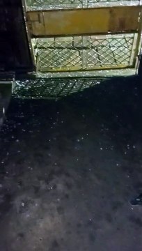 Damage to wheat crops in many areas including Sonasawari, Bortalai