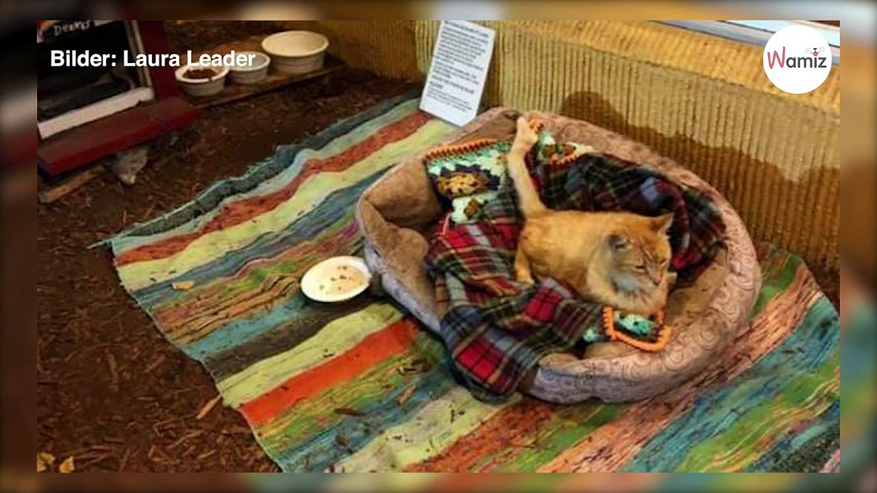 Rote Straßenkatze hätte sich kein besseres Zuhause aussuchen können (Video)