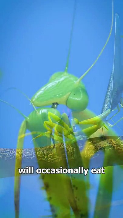 Praying Mantises Eating Heads_