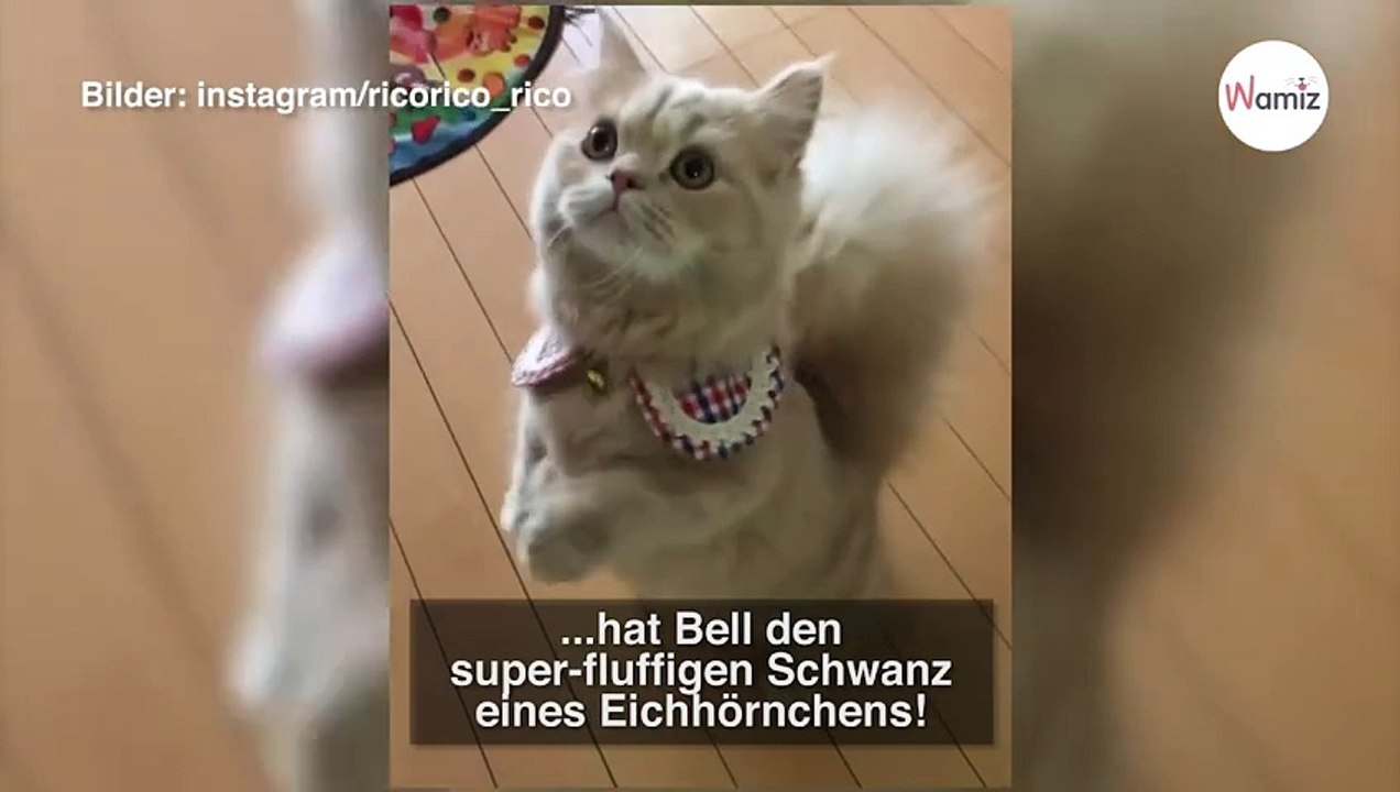 Wunder der Natur: Kätzchen hat den Schwanz eines ganz anderes Tieres!