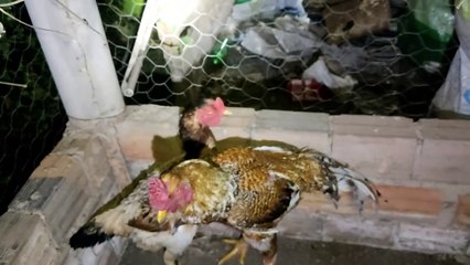 DEZENAS DE COBRAS ENCONTRADAS NO SITIO