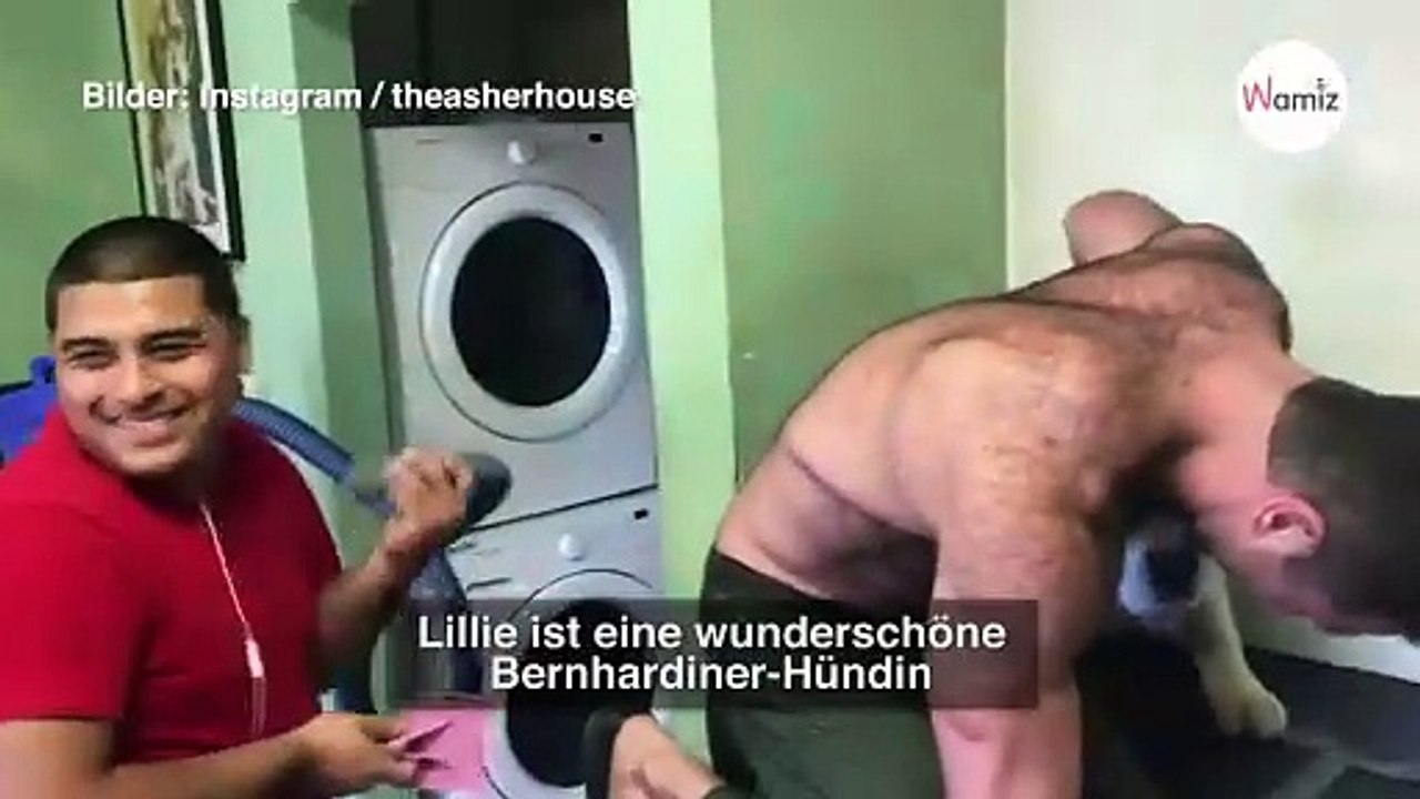 Bernhardiner muss zum Hundefrisör: Was sein Herrchen macht, geht um die Welt (Video)