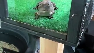 ️ Baby crocodile looks adorable standing up on its tiny legs