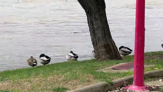 Desbordamiento del río Ebro a su paso por Miranda de Ebro en Burgos