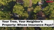 Your Tree, Your Neighbor's Property I Kiplinger