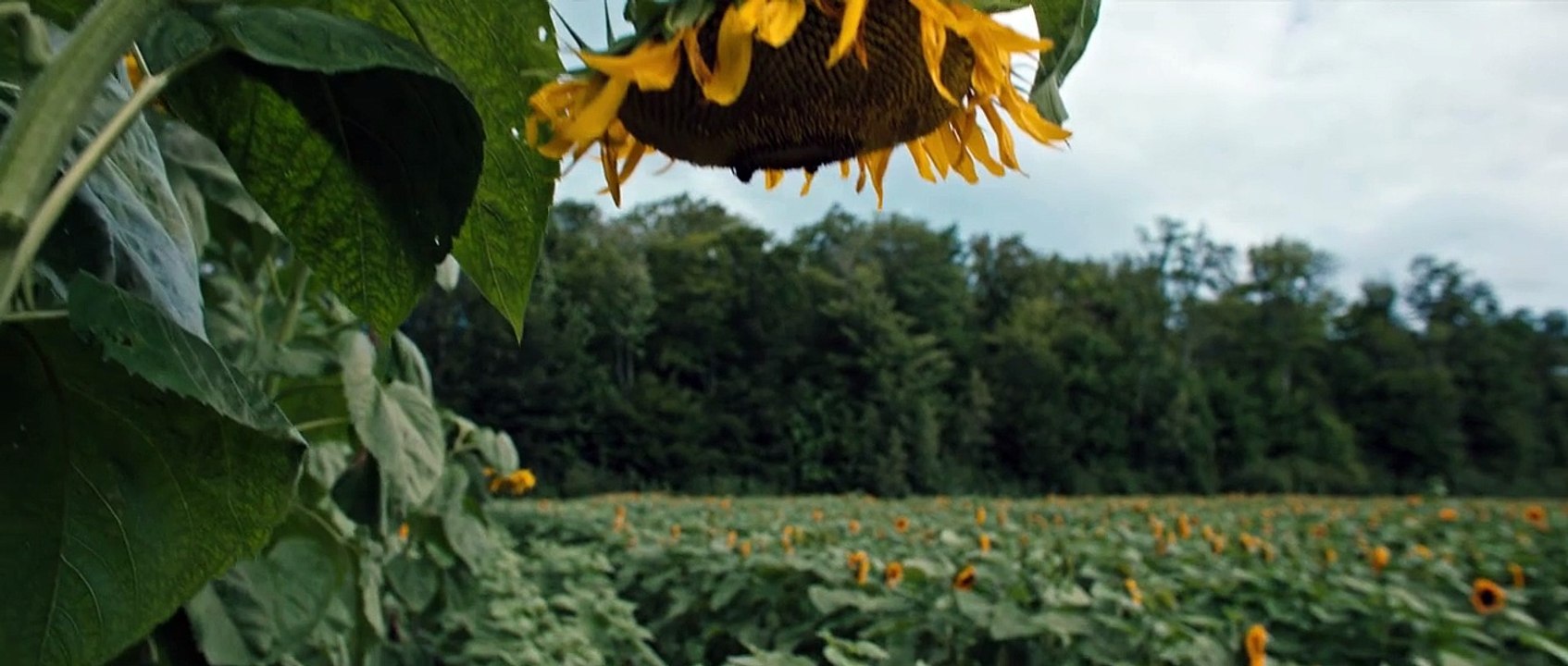 Watch Pet Sematary- Bloodlines (2023) Full Movie For Free