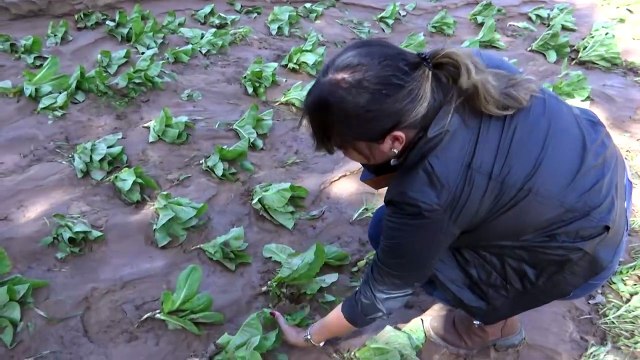 Productores de Mairana reportan pérdidas tras las intensas lluvias