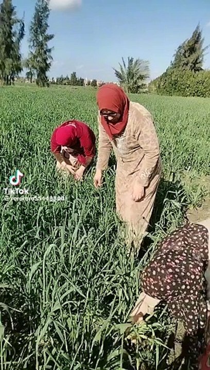 اجمل بنات الفلاحين