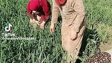 اجمل بنات الفلاحين