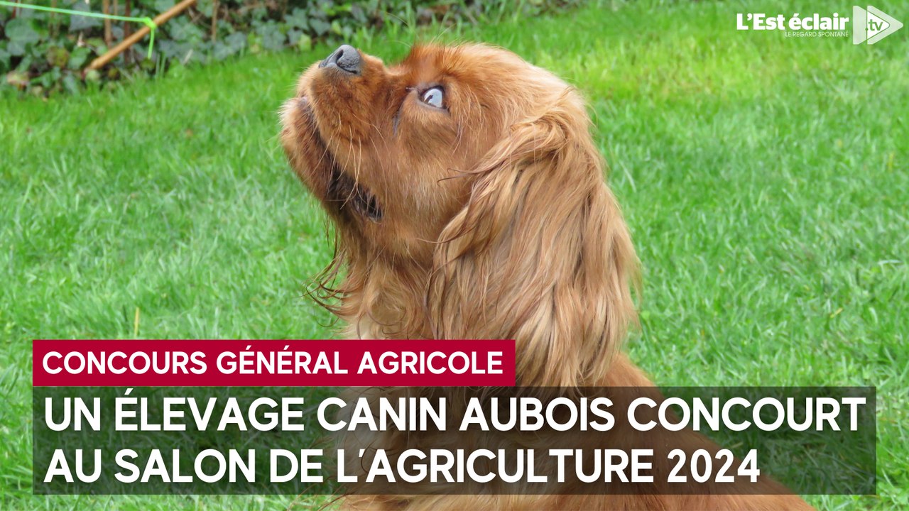 Un élevage canin aubois concourt au Salon de l’agriculture