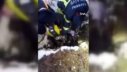 Kepçe ile inek kurtarma operasyonu