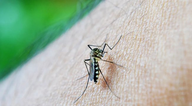 Secretaria de Saúde confirma segunda morte por dengue na Paraíba; médico explica sintomas