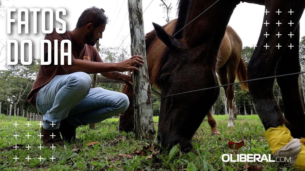 Equinos abandonados no Guamá se recuperam; tração animal ainda é um problema na cidade