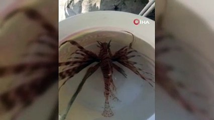 Dünyanın en zehirli balığı Kuşadası'nda yakalandı