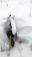 Erzurum o kadar soğuk ki kurt ayakta dondu. İnanılmaz görüntü