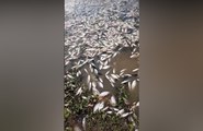 Morticínio de peixes no Rio Aguiar tem haver com pulverizações, defende moradores