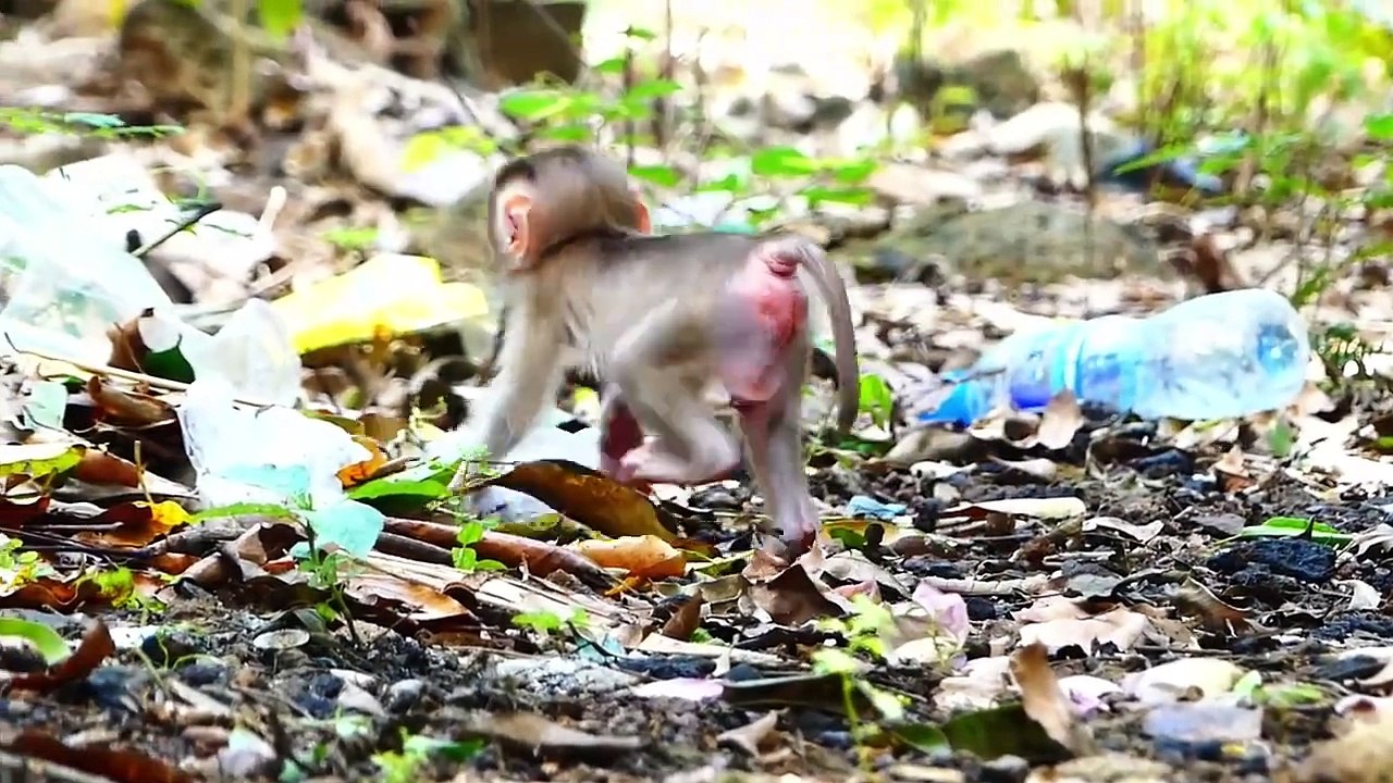 Tiniest Monaco baby walk lonely, He is kidnaped by adult monkey, Molia mom try hard to arrest monkey (720p_25fps_H264-192kbit_AAC)