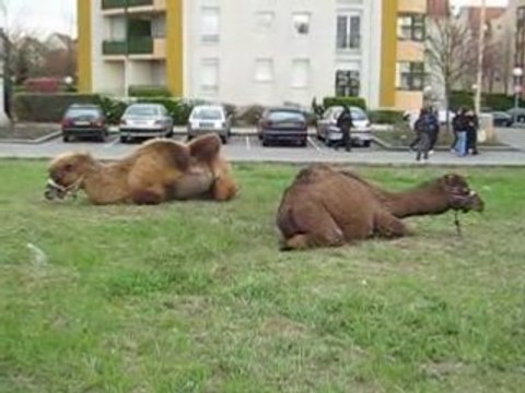 Chameau et dromadaire au parc des Poteries
