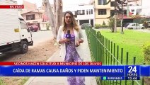 Los Olivos: caída de ramas causa daños en parque y vecinos hacen un llamado a la municipalidad