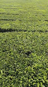 PEMANDANGAN ALAM GUNUNG SINDORO DIENG WONOSOBO