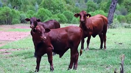 Bundoo, Charleville, Qld | February 28, 2024 | Farmonline