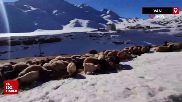 Van’da besicilerin zorlu kış mesaisi devam ediyor