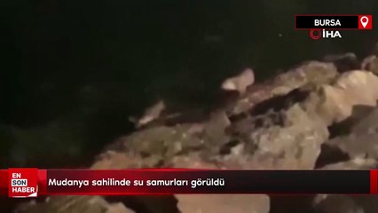 Mudanya sahilinde su samurları görüldü