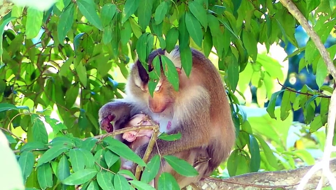 Tiny Baby ROCKSTAR Sleeps And Palpates Mother Rozy (720p_25fps_H264-192kbit_AAC)
