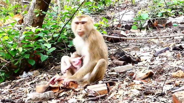 Tiny Baby Saro Looking At His Mother Sarika When He Steps Away (720p_25fps_H264-192kbit_AAC)