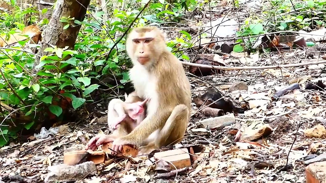 Tiny Baby Saro Looking At His Mother Sarika When He Steps Away (720p_25fps_H264-192kbit_AAC)