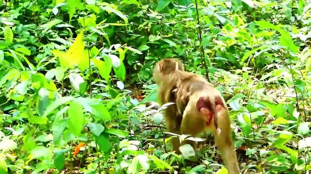 Tiny Baby Saro Gets Scared When Mother Sarika Left Him Lonely (720p_25fps_H264-192kbit_AAC)