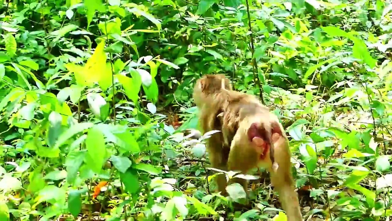 Tiny Baby Saro Gets Scared When Mother Sarika Left Him Lonely (720p_25fps_H264-192kbit_AAC)