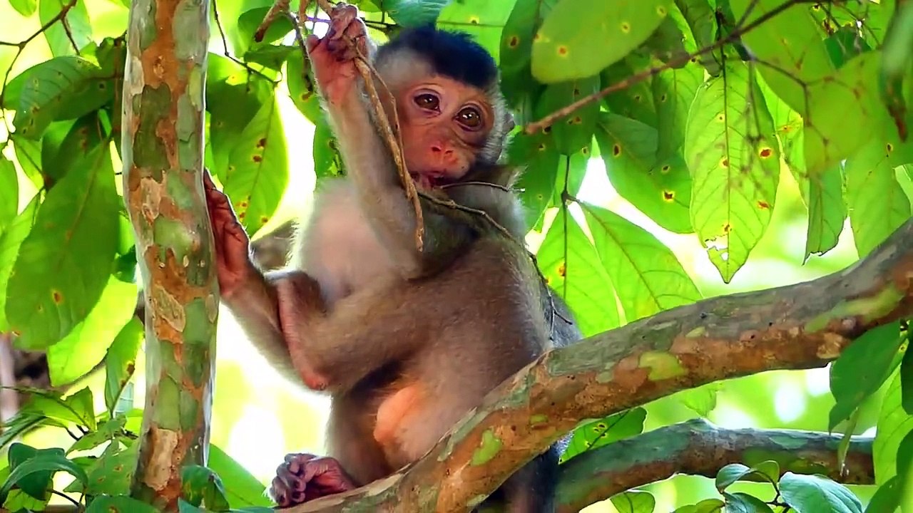 Tiny baby who has eye accidence, cry sadly on high tree, Sada feel pain, and also hungry (720p_25fps_H264-192kbit_AAC)