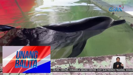 Sugatang dolphin, iniligtas ng mga mangingisda | UB