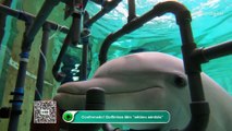 Confirmado! Golfinhos têm “sétimo sentido”