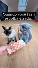 Gato Divertido vol4