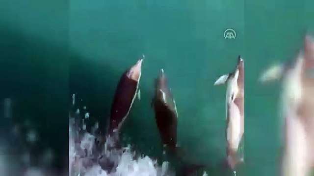 Yunusların balıkçı tekneleriyle yarışı mest etti