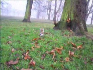 Mon ami l'écureuil de Hyde park