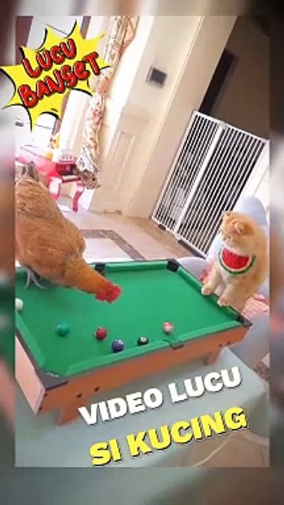 Cat in Action
