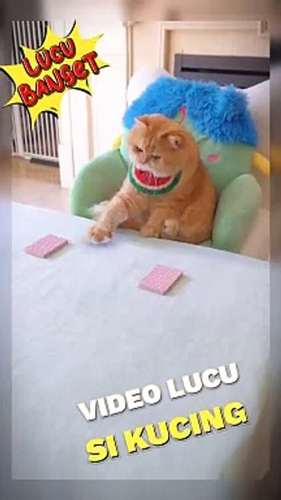 Funny cat