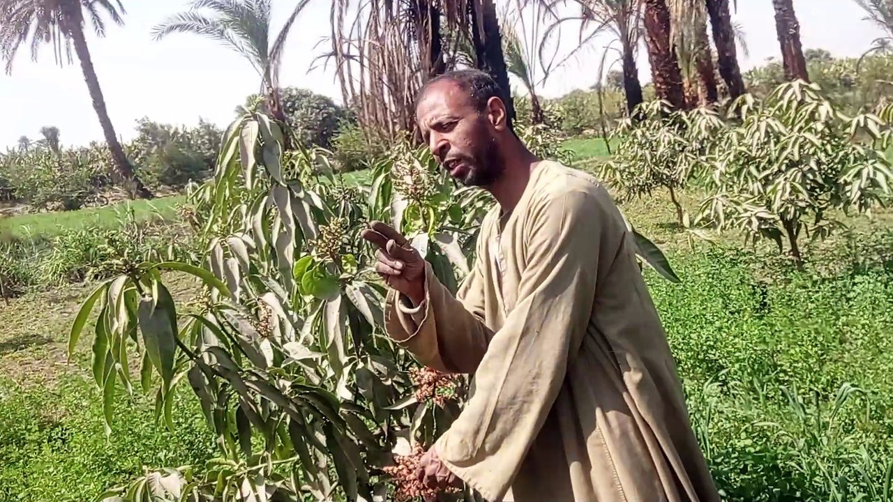المعاملات الجيدة لاشجار المانجو وقت التذهير