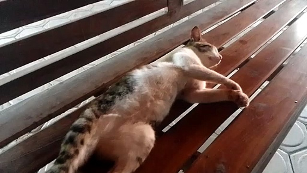 do you like cats