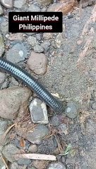 Giant Millipede Philippines