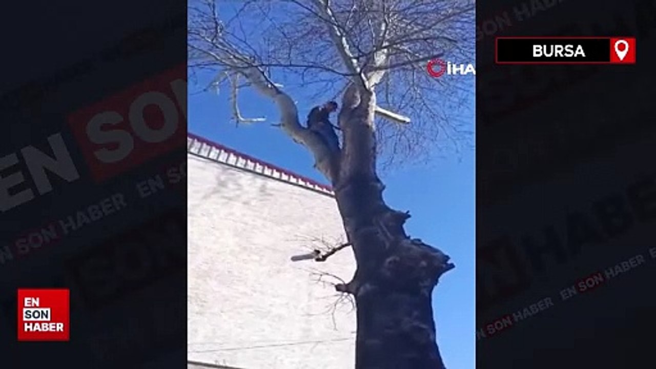 Bursa'da polisten kaçmak için ağaca çıktı