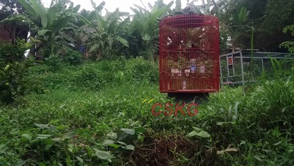 Murai BAtu Percuma Di EMbun Kalau