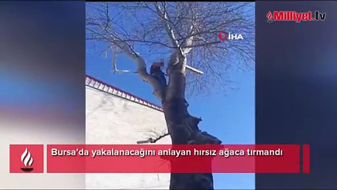 Yer: Bursa! Hırsız yakalanacağını anlayınca ağaca tırmandı