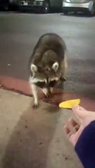 Un raton laveur allergique aux chips