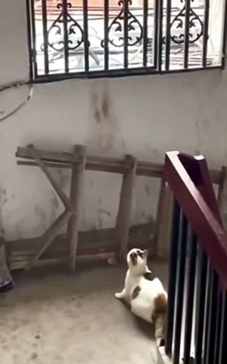 Tu ne passeras pas, petit chat...