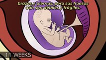 Procedimientos de Aborto 1er, 2º y 3er Trimestre