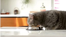 Effective Home Remedies for Treating Cat Diarrhea #pets_birds #cat_diarrhea